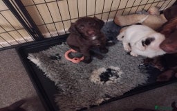 Sprocker dogs for sale: Sprockers  - Image 2