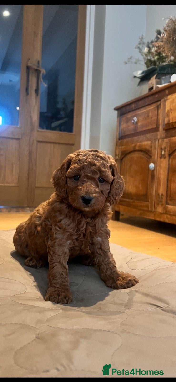 Cockapoo dogs Outstanding cockapoo puppies - Advert 2