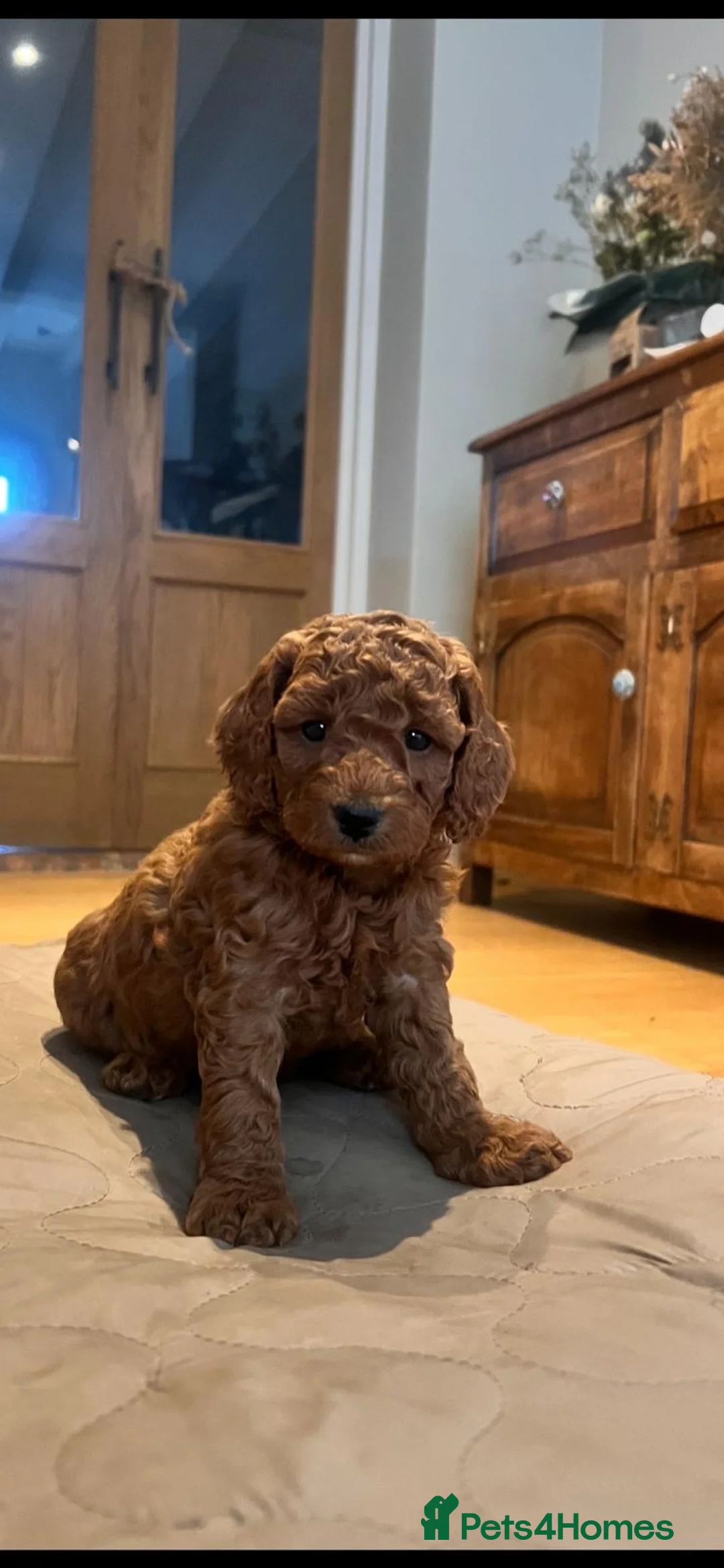 Cockapoo dogs for sale: Outstanding cockapoo puppies in Beverley - Advert 2