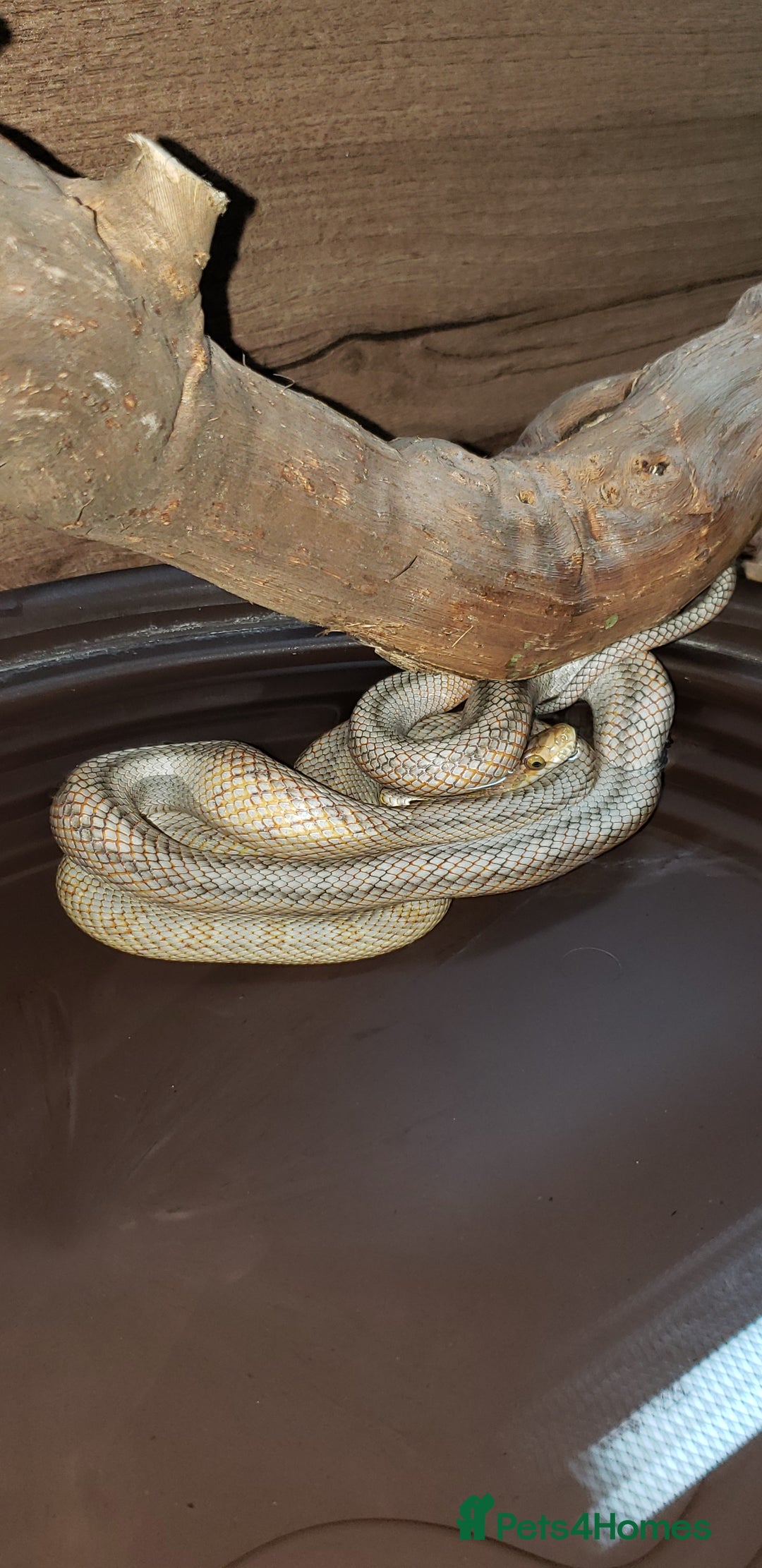 Rat Snake reptiles for sale: BAIRDS RAT SNAKE  - Image 9