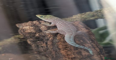 Gecko reptiles - Advert 5