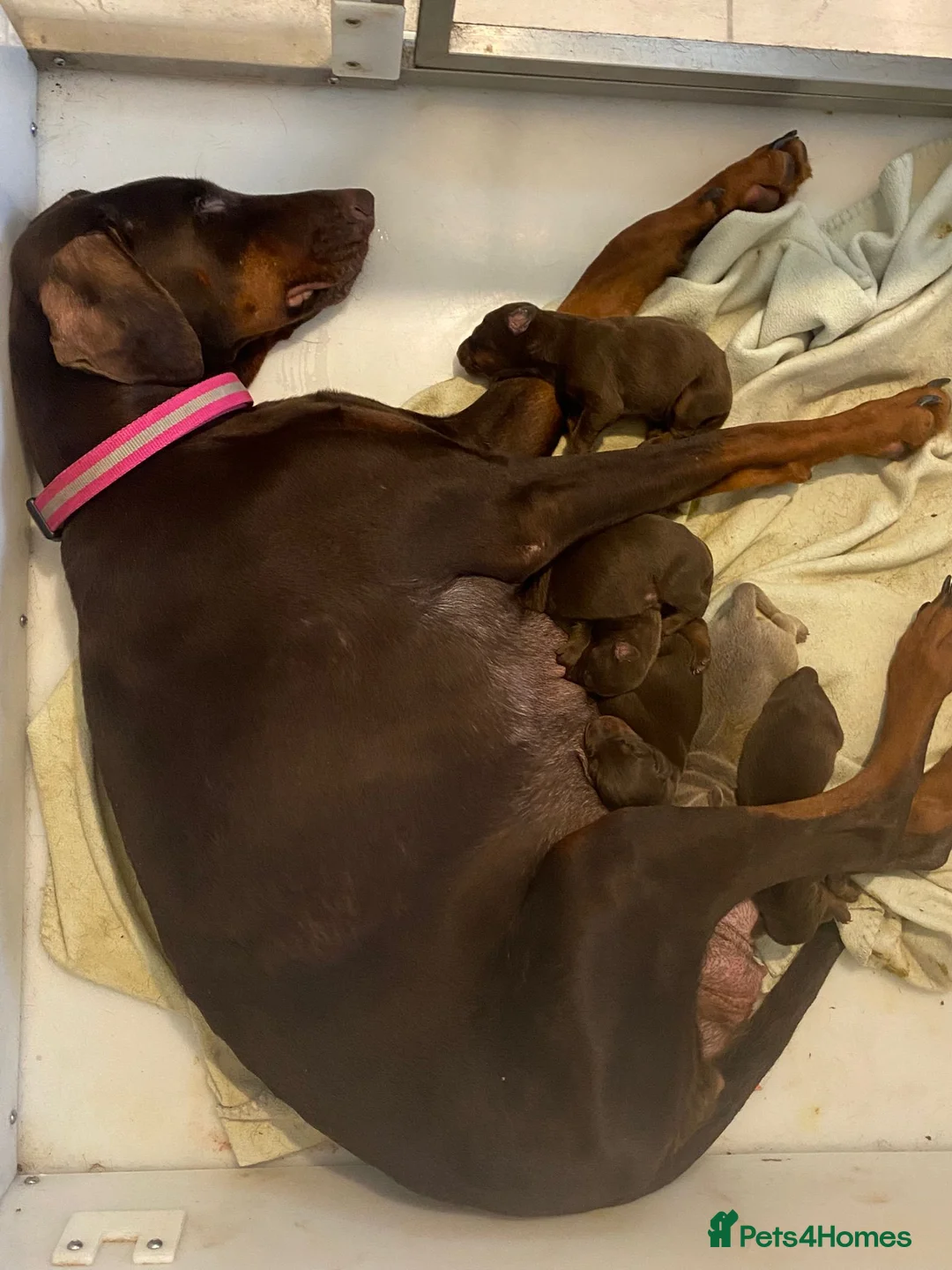 Dobermann dogs for sale: Doberman pups - Advert 1