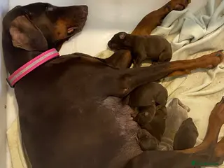 Dobermann dogs Doberman pups - Advert 1