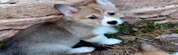 Welsh Corgi Pembroke dogs for sale: KC Pembroke Corgis  - Advert 2