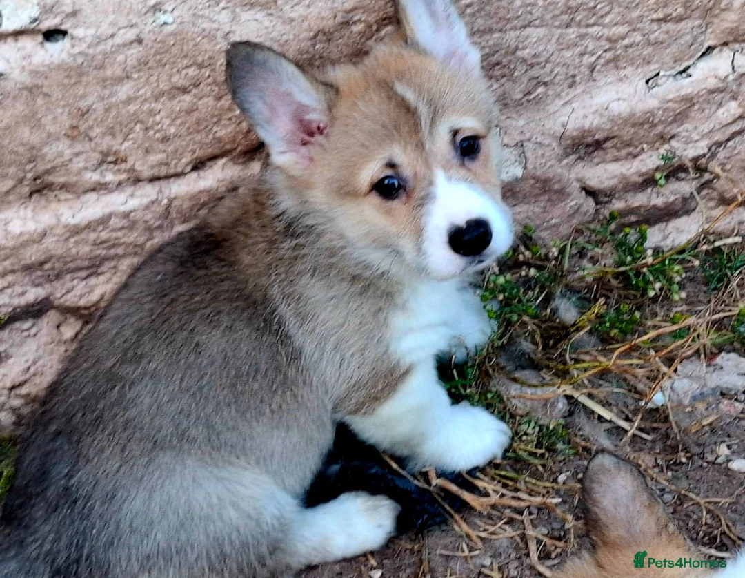 Welsh Corgi Pembroke dogs for sale: KC Pembroke Corgis  - Advert 2