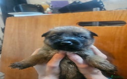 Belgian Shepherd Dog dogs for sale: Belgium Malinos shepard puppys - Image 8