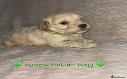 Cavapoo dogs for sale: Beautiful F1 Cavapoo Puppies  - Image 14