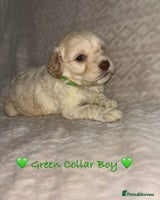 Cavapoo dogs - Advert 3