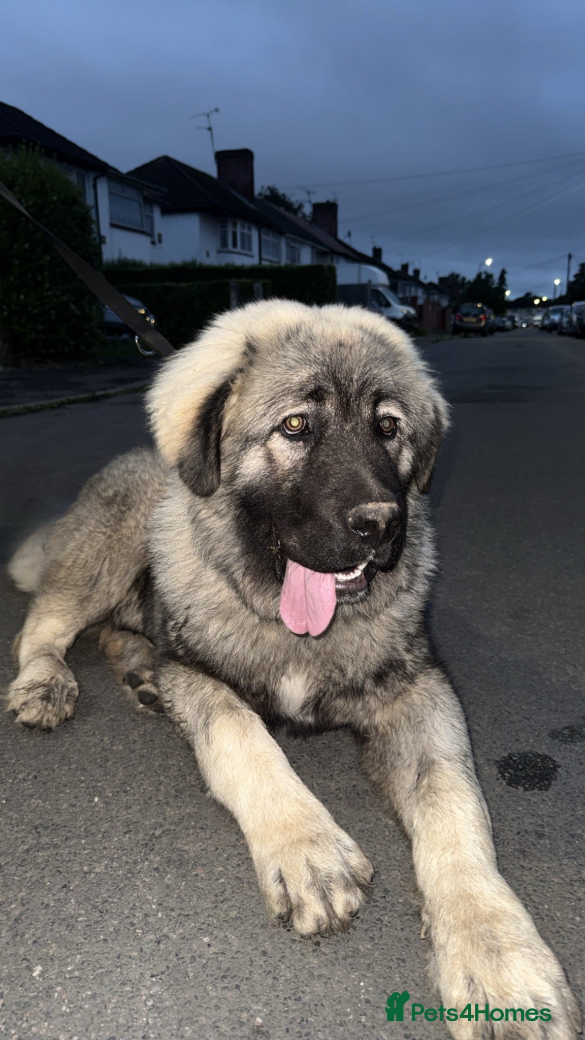 Caucasian Shepherd Dog dogs Caucasian Shepherd  - Advert 12