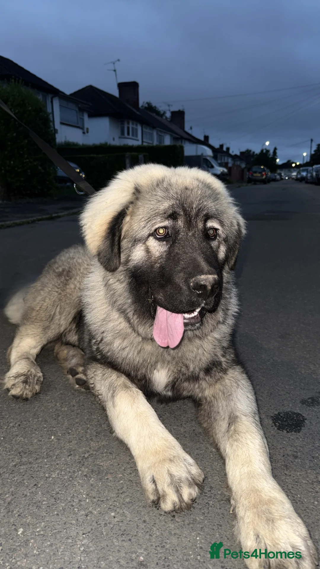 Caucasian Shepherd Dog dogs for sale: Caucasian Shepherd  in Iver - Advert 1