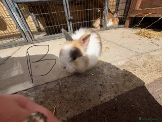 Mixed Breed rabbits Lion head cross rabbits - Advert 13