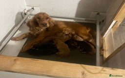 Cocker Spaniel dogs for sale: Full Cocker Spaniels Puppies  - Image 32
