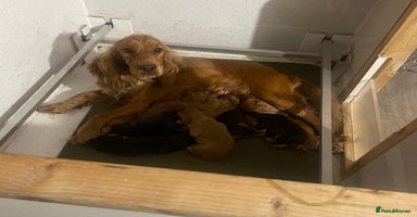 Cocker Spaniel dogs - Advert 1