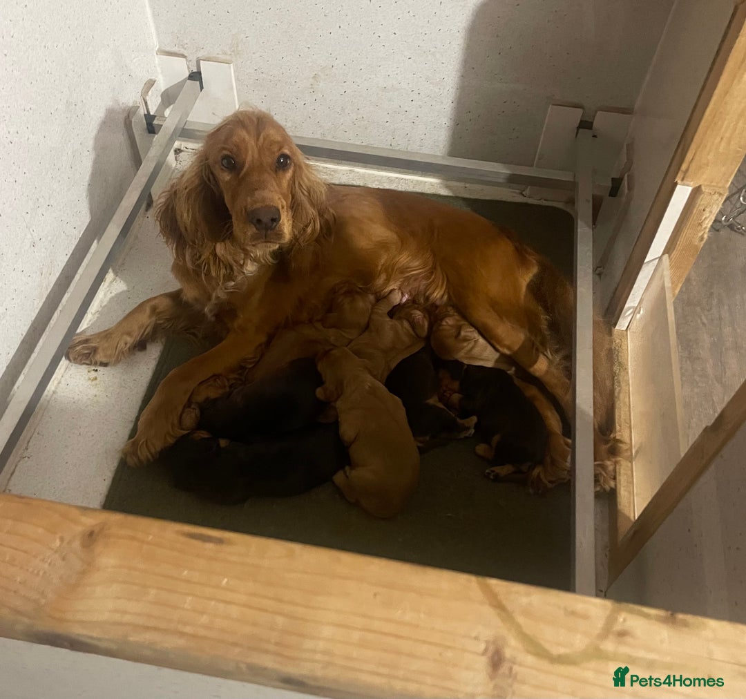 Cocker Spaniel dogs for sale: Full Cocker Spaniels Puppies  - Image 32