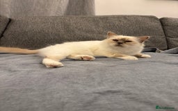Birman cats for sale: Lilac point Birman female for sale  - Image 4
