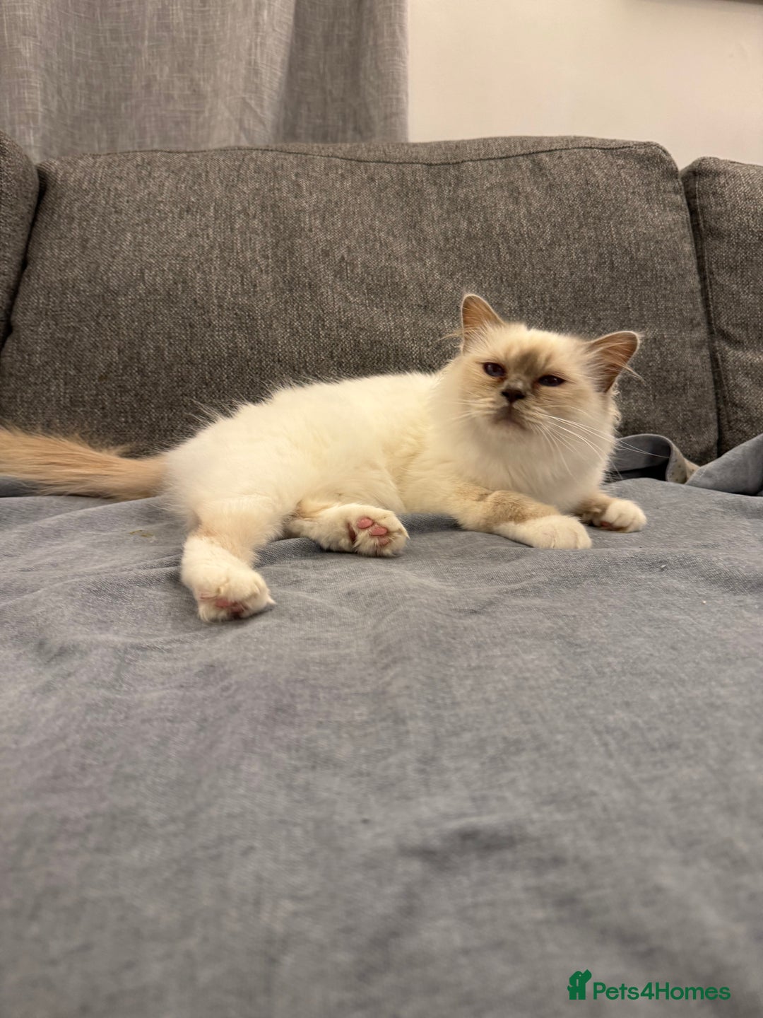 Birman cats for sale: Lilac point Birman female for sale  - Image 4
