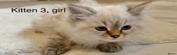 Siberian cats for sale: Beautiful Blue-Eyed Siberian Kittens - Advert 10