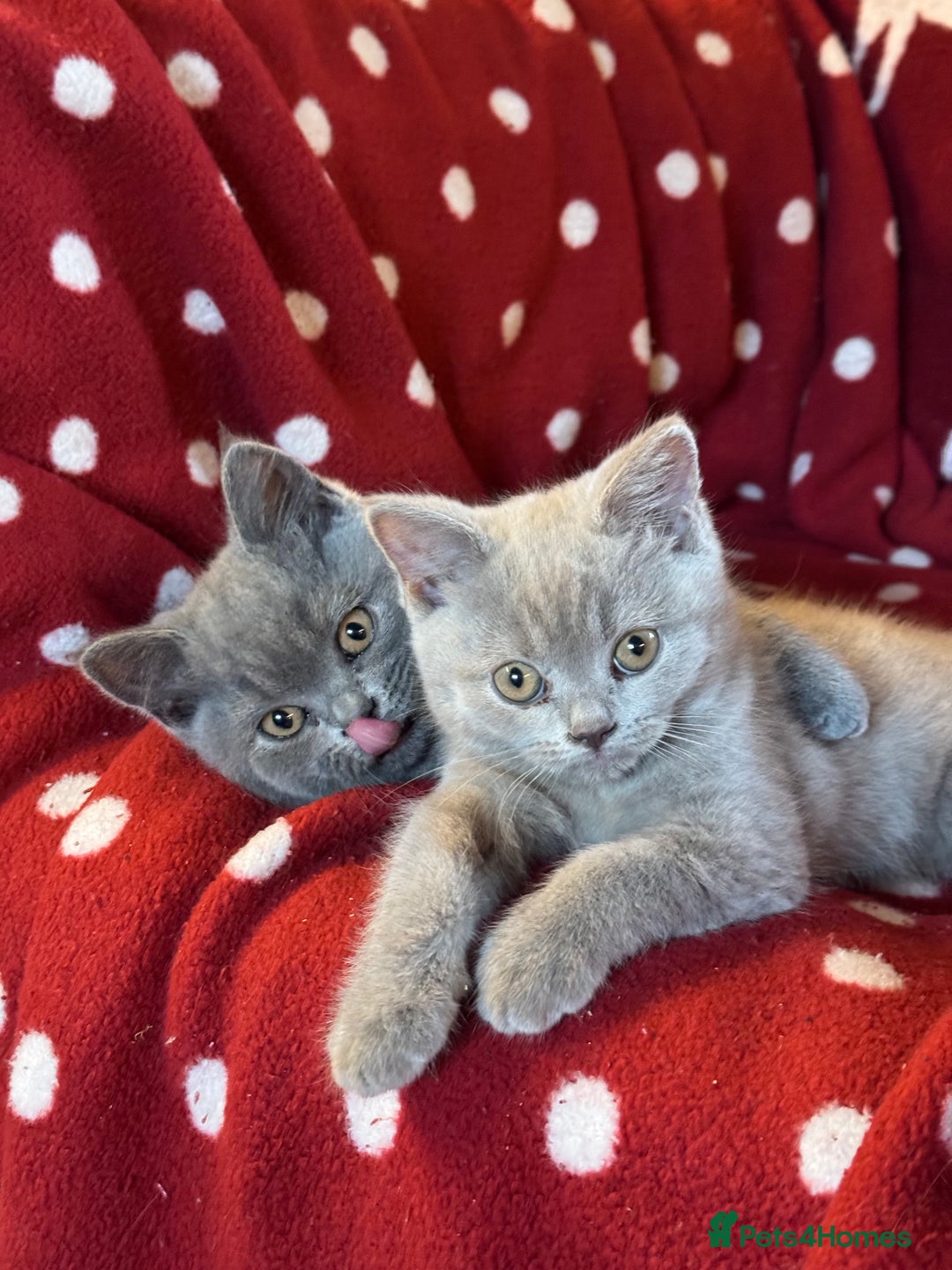 British Shorthair cats for sale: Pedigree British Shorthair Kittens - Image 8