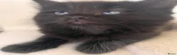 Ragdoll cats for sale: 2 beautiful ragdolls ready for their forever home - Advert 14