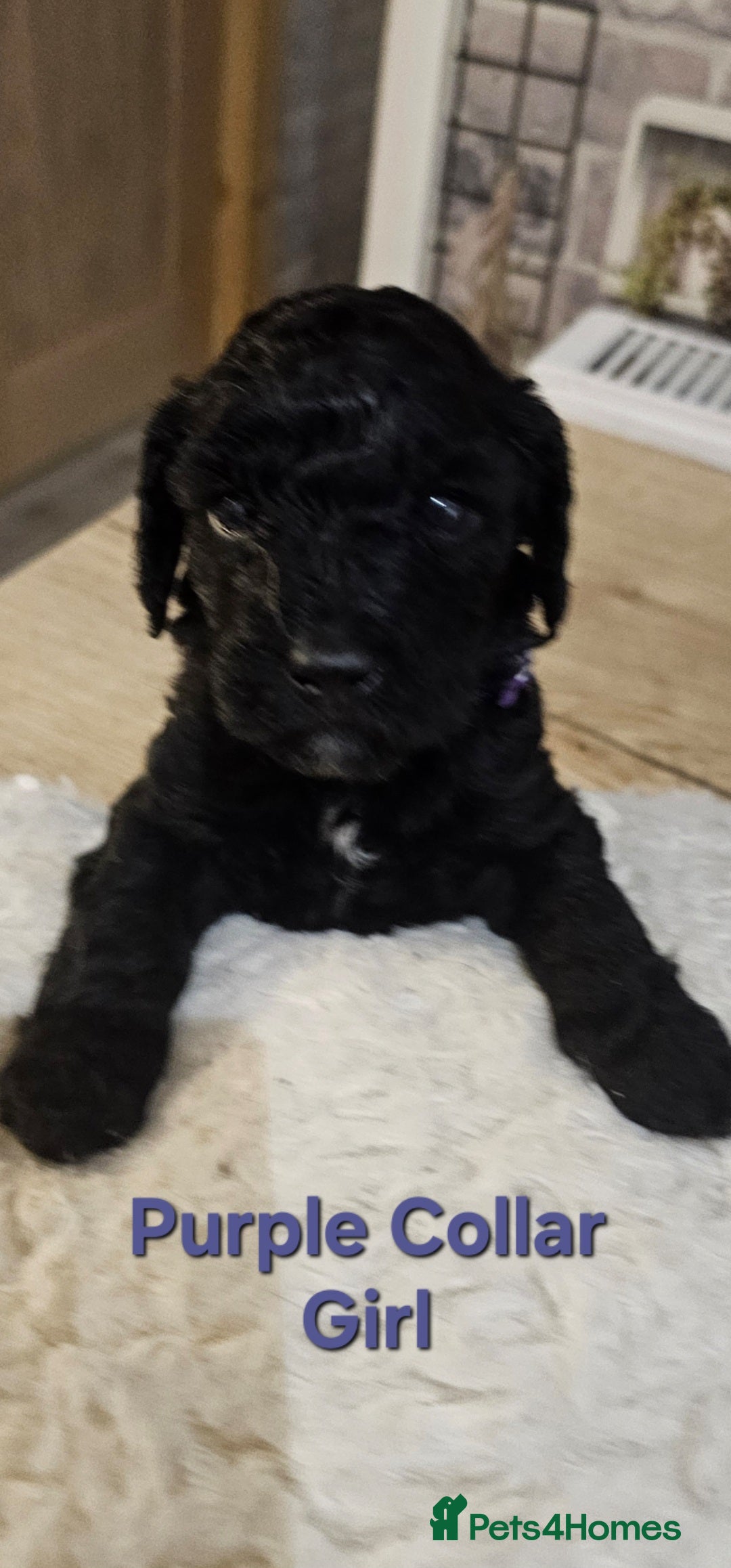 Cockapoo dogs for sale: Beautiful Merle Cockapoo puppies - Advert 5