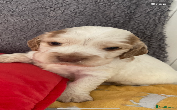 Cocker Spaniel dogs - Advert 8