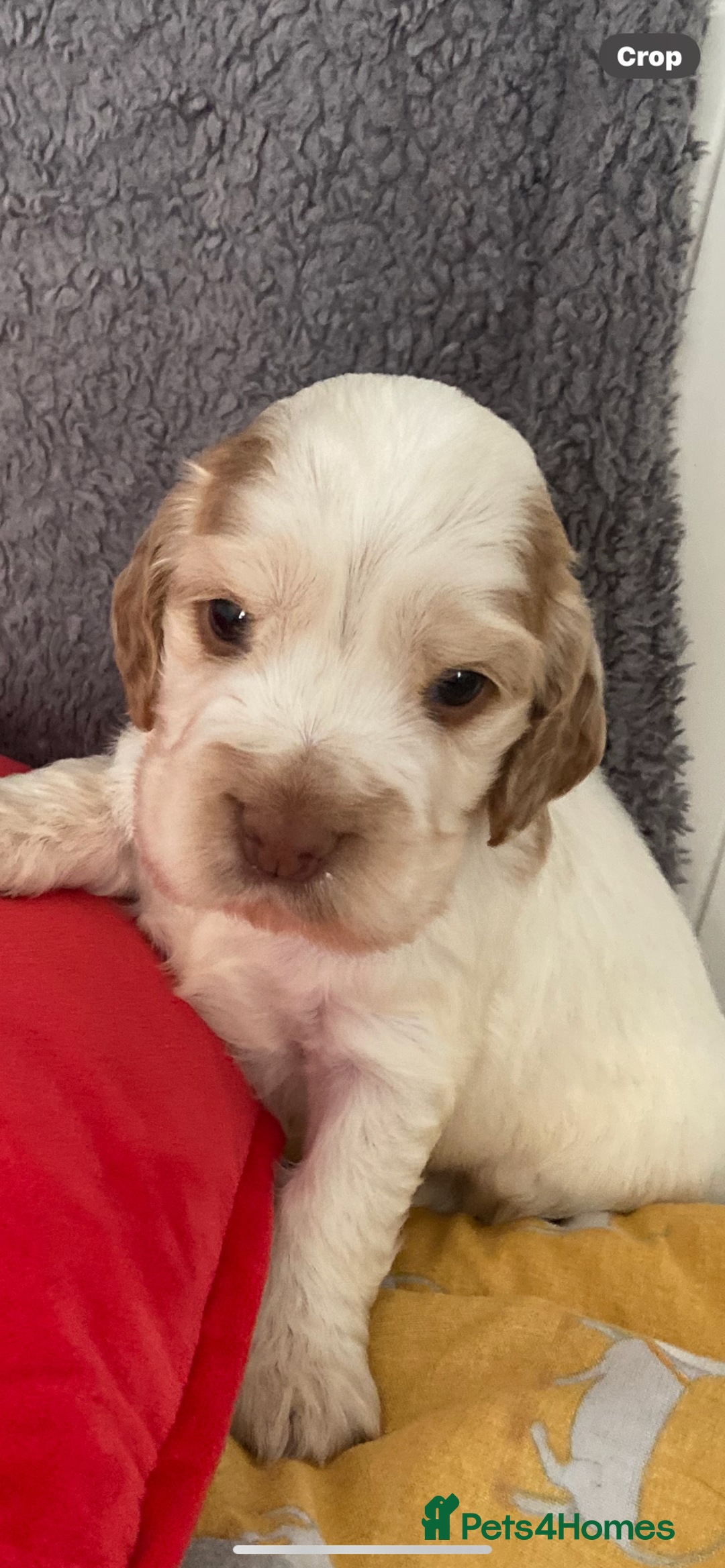 Cocker Spaniel dogs for sale: Show cocker spaniel puppies viewings this weekend! - Image 3