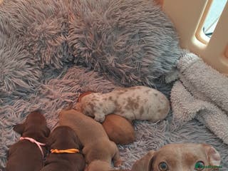Dachshund dogs Miniature dachshund puppies - Advert 12