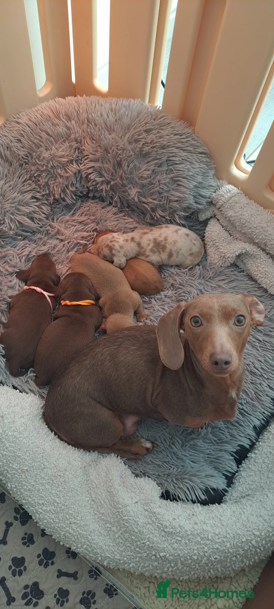 Dachshund dogs for sale: Miniature dachshund 1 girl left - Advert 4