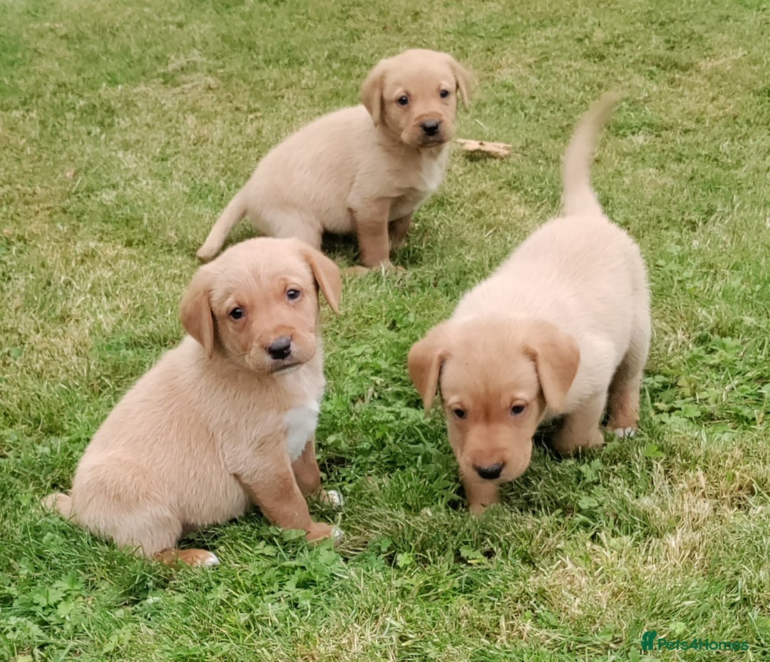 Labrador Retriever dogs for sale: Labrador pups for sale  - Image 14