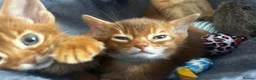 Abyssinian cats for sale: Abyssinian kittens  - Advert 4