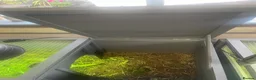 Tortoise reptiles for sale: 2 x Tortoise and enclosures - Advert 6