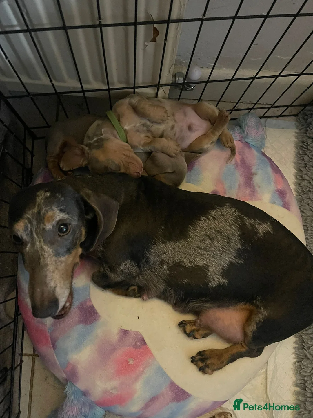 Miniature Dachshund dogs for sale: Miniature Dachshund Isabella Dapple in Swansea - Advert 2