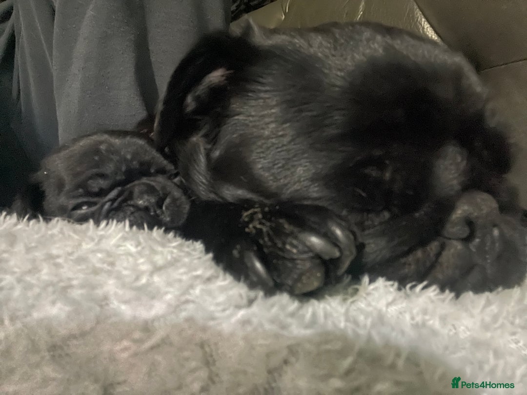 Frug dogs for sale: 5 pug puppies  - Advert 3