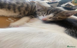 Mixed Breed cats for sale: Beautiful mixed breed kittens ready to leave 🐱❤️ - Image 7