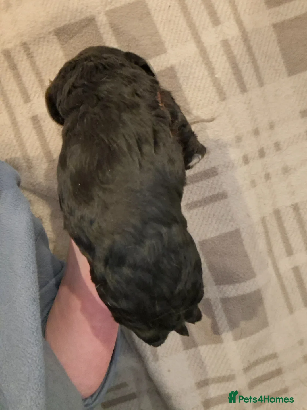Cavapoo dogs for sale: 4 beautiful cavapoo boy pups - Advert 11