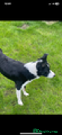 Border Collie dogs - Advert 8