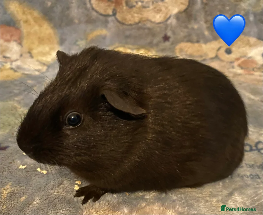 Guinea Pig rodents for sale: Gorgeous baby Guinea pigs - Advert 2