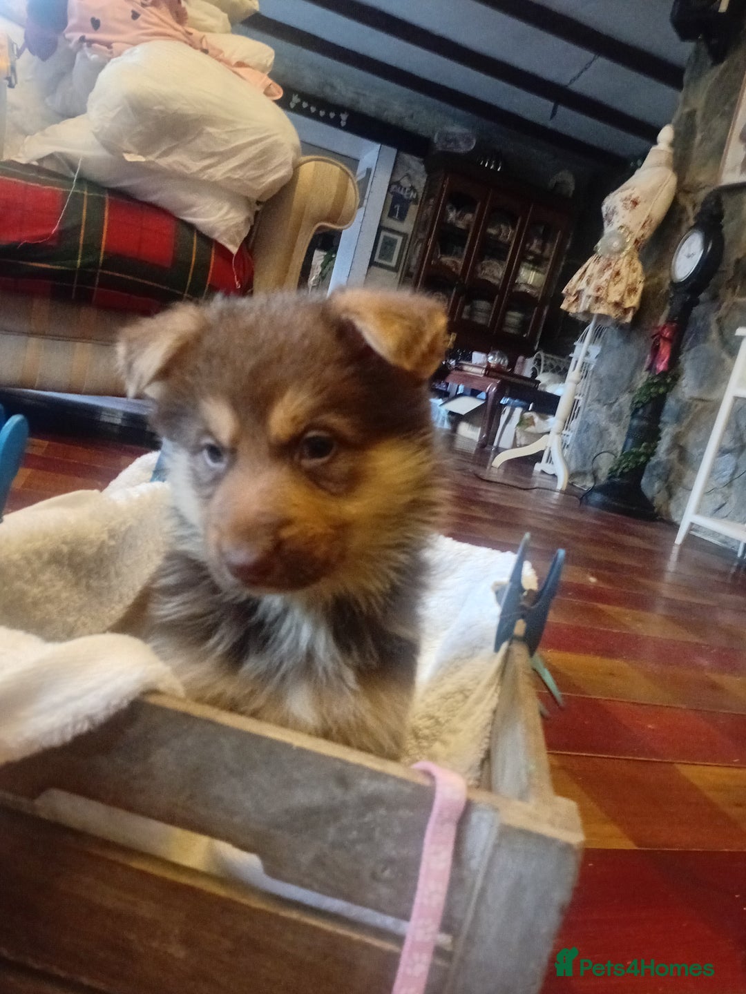 German Shepherd dogs for sale: Rare colours straight backed german shepherds - Advert 21