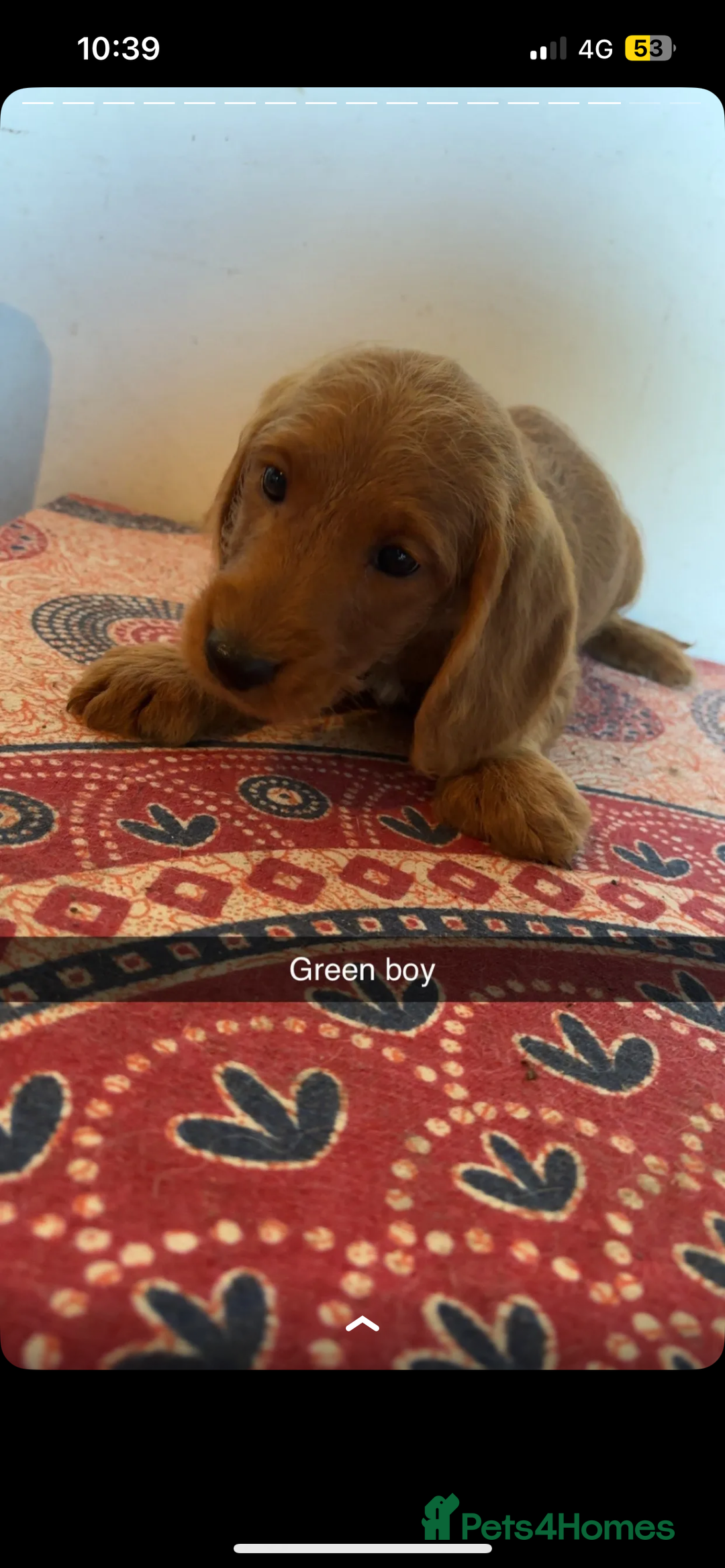 Labradoodle dogs for sale: Beautiful little labradoodles  - Image 5