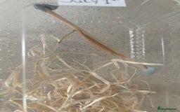 Praying Mantis invertebrates for sale: Ghost mantis  - Image 5