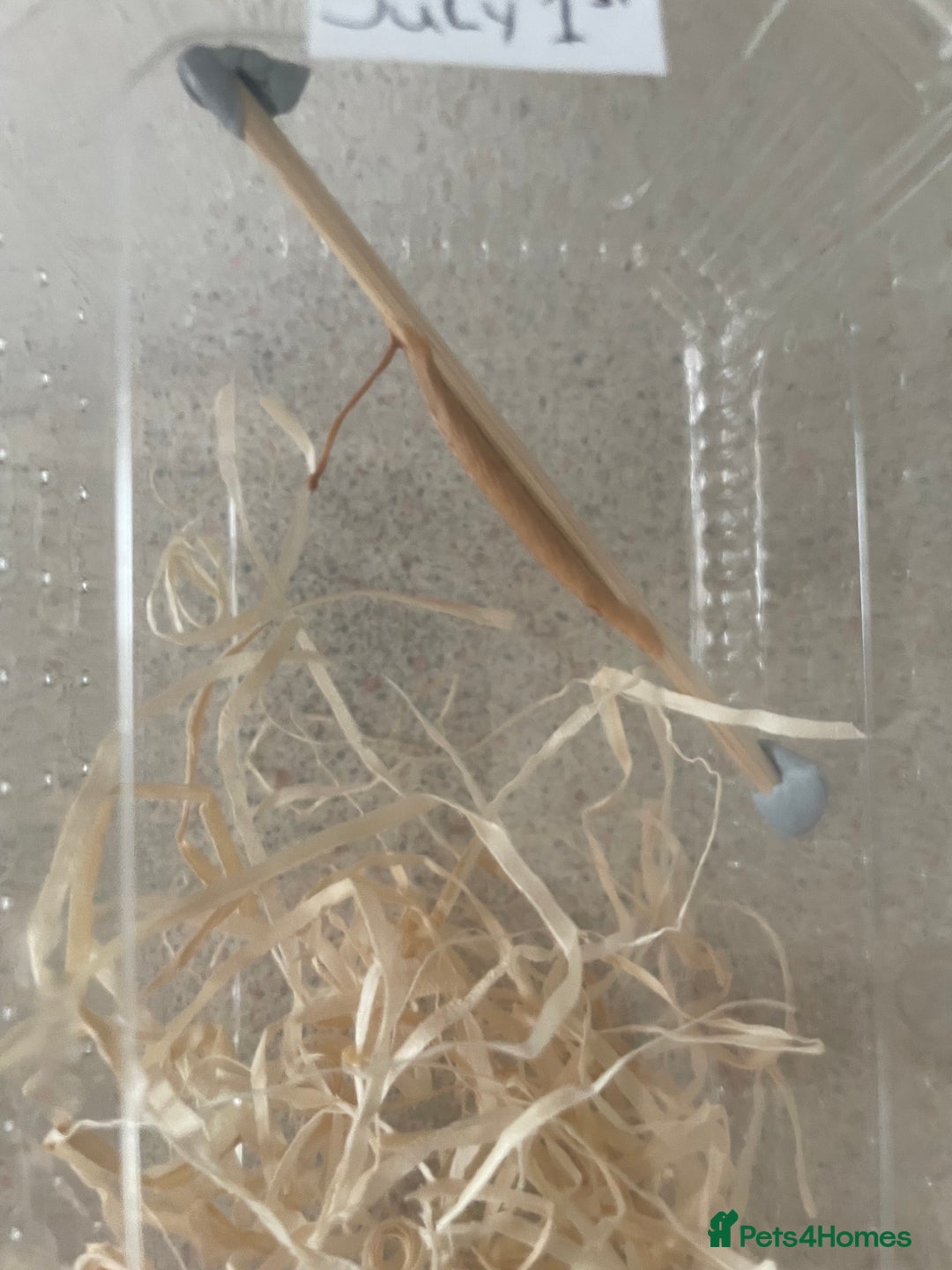 Praying Mantis invertebrates for sale: Ghost mantis  - Image 5