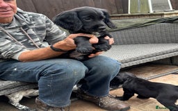 Sprocker dogs for sale: sprocket puppies  - Image 5