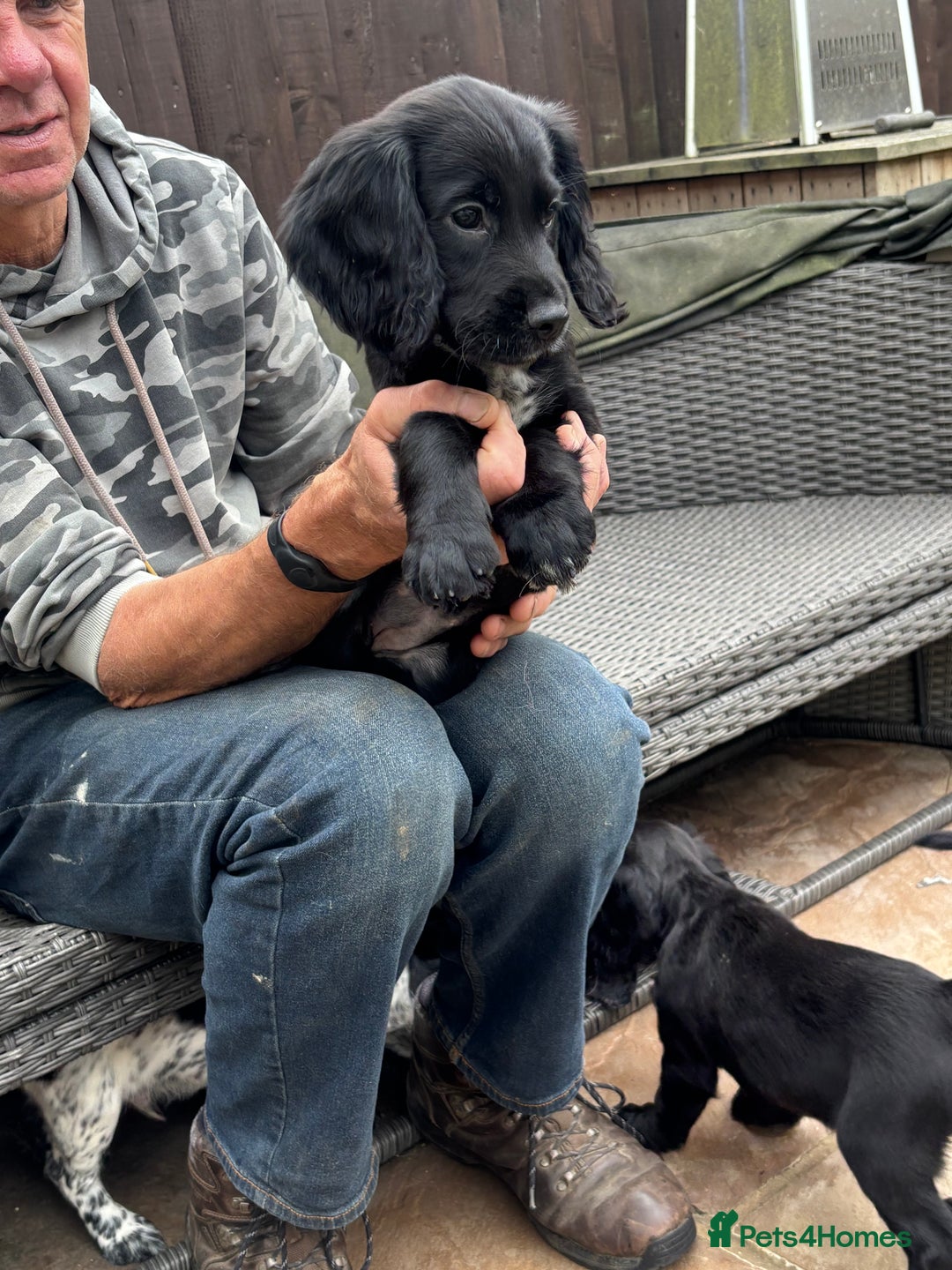 Sprocker dogs for sale: sprocket puppies  - Image 5