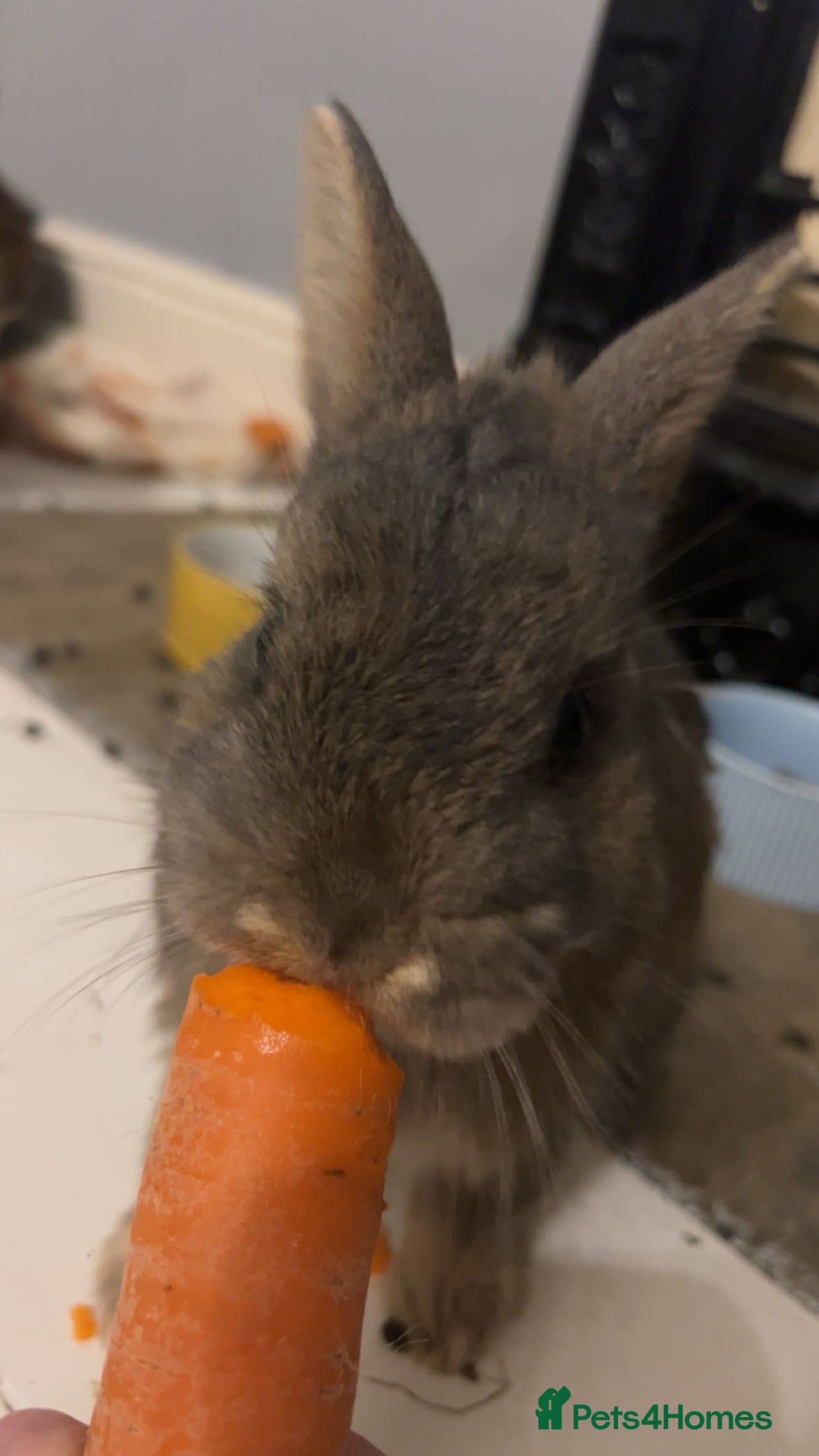 Netherland Dwarf rabbits for sale: 3 male Netherland dwarf rabbits  - Advert 6