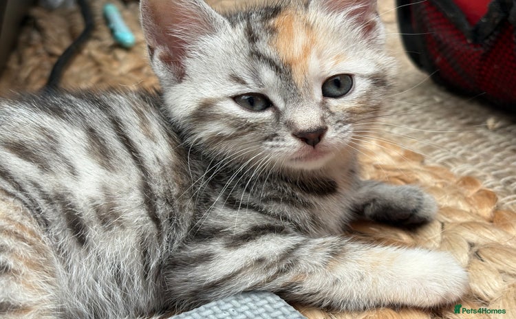Bengal cats - Advert 14