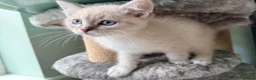 Ragdoll cats for sale: Ragdoll kittens lynx point x 3  - Advert 10