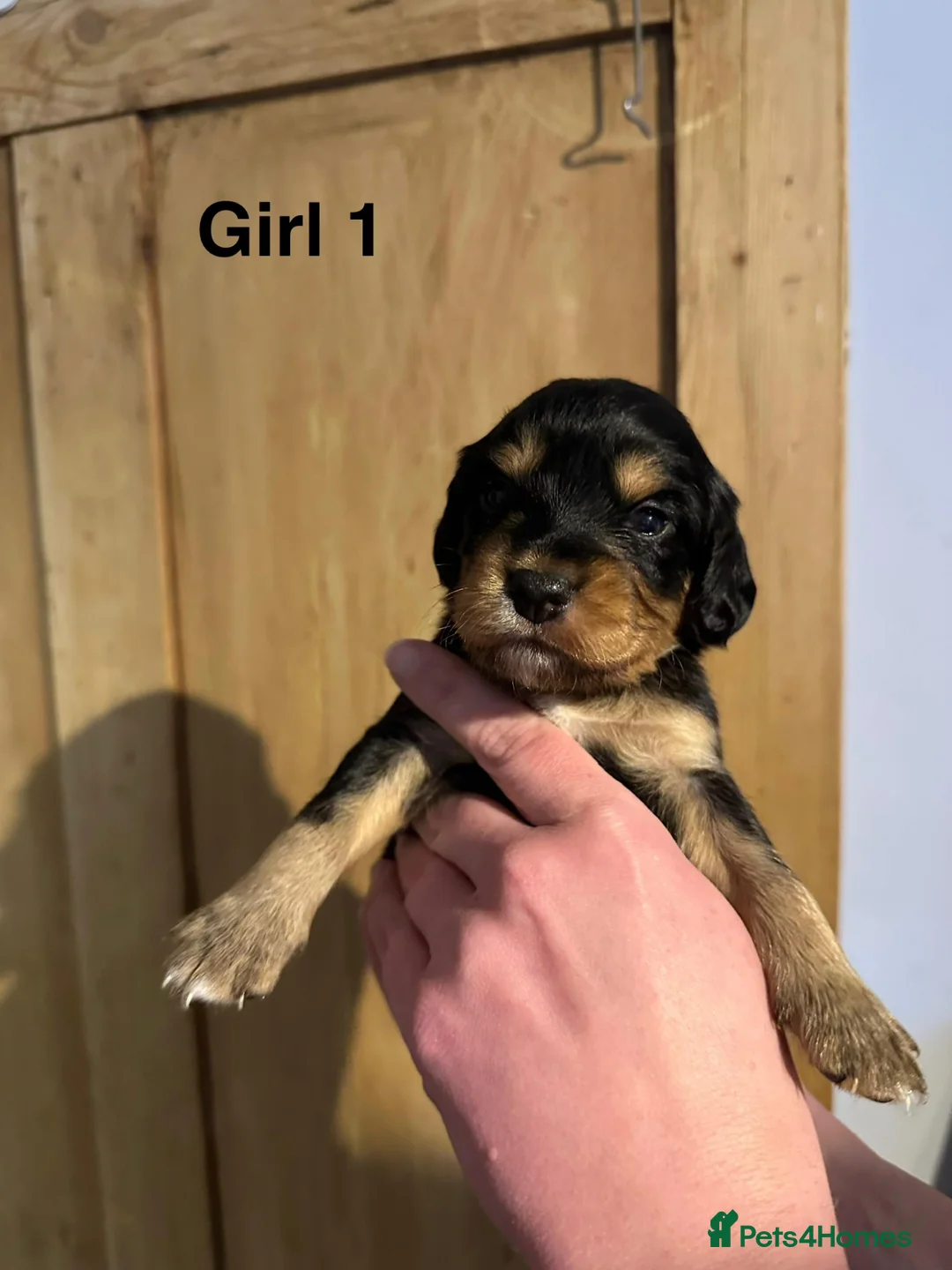 Mixed Breed dogs for sale: Sprockerpoos for sale - Advert 1