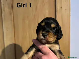 Mixed Breed dogs Sprockerpoos for sale - Advert 2