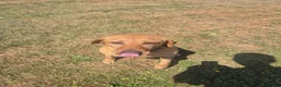 Labrador Retriever dogs for sale: Kc reg fox red labrador  - Advert 3