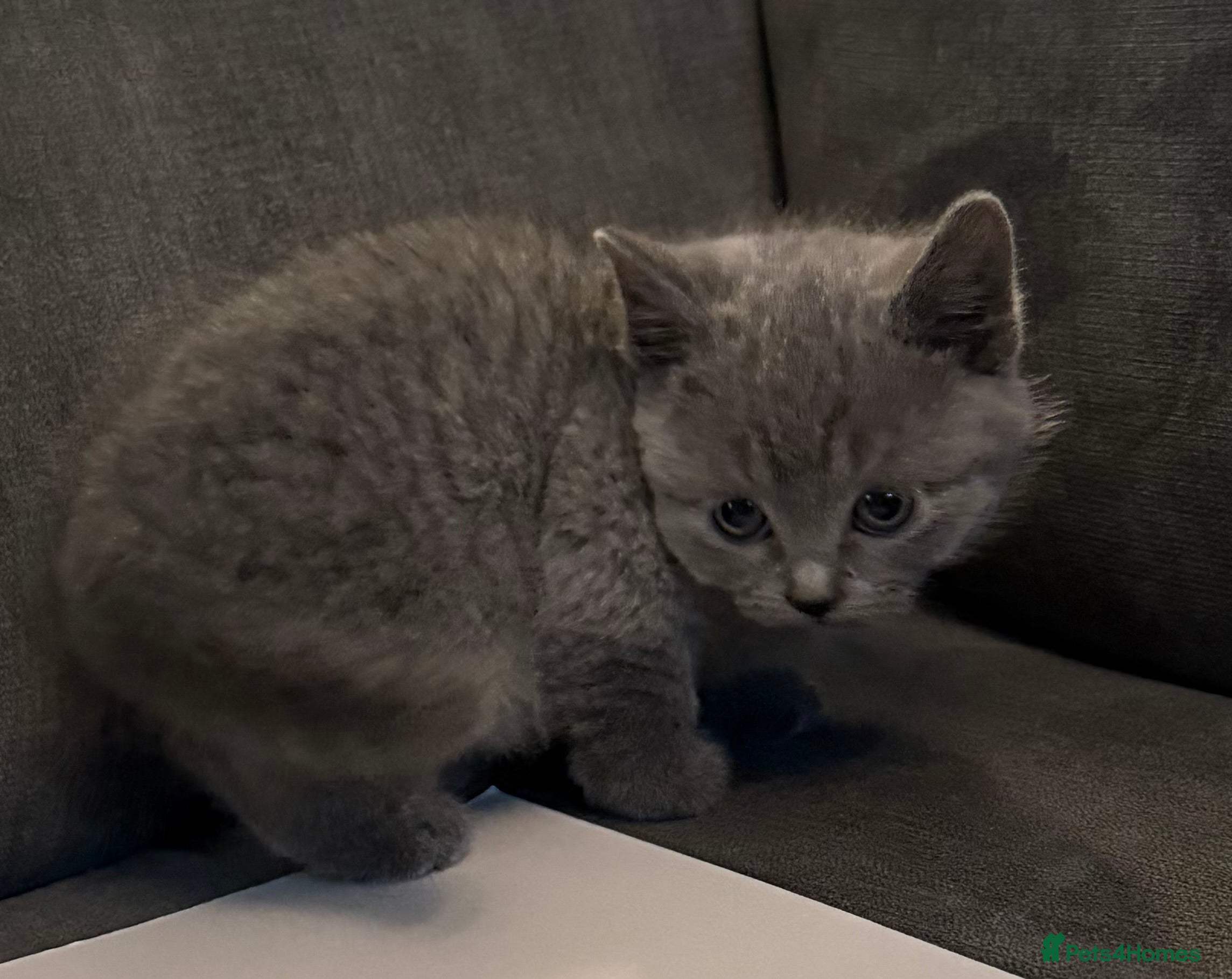 British Shorthair cats British shorthair kittens  - Advert 4